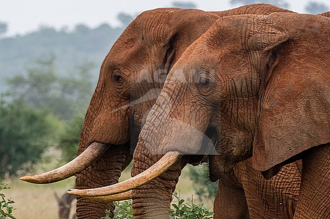 A side view of two African elephants, Loxodonta africana. Voi, Tsavo, Kenya stock-image by Agami/Sergio Pitamitz,