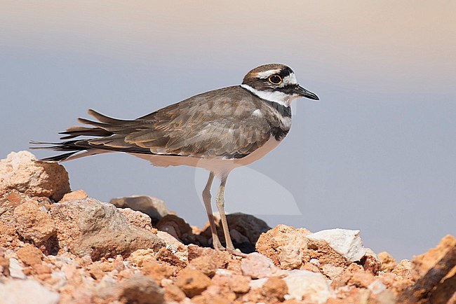 A Killdeer is seen from the side against a clear light grey background. stock-image by Agami/Jacob Garvelink,