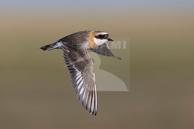 Lesser Sand Plover - Mongolenregenpfeifer - Charadrius mongolus ssp. pamirensis, Kyrgyzstan, adult male stock-image by Agami/Ralph Martin,