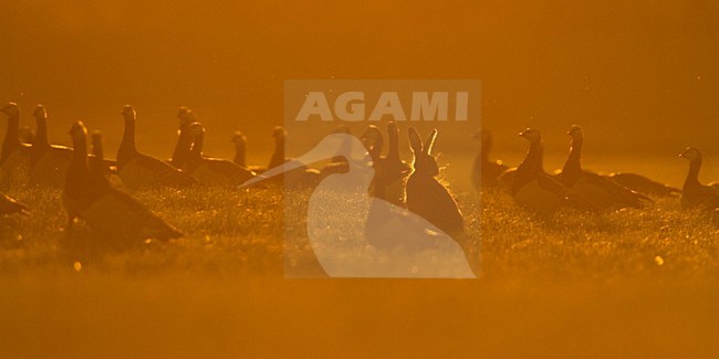 Groep Brandganzen in weiland; Group of Barnacle Geese in meadow stock-image by Agami/Menno van Duijn,