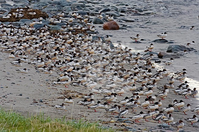 Grote groep Grote Zaagbekken op de oever; Large flock of Goosander standing on the shore stock-image by Agami/Markus Varesvuo,