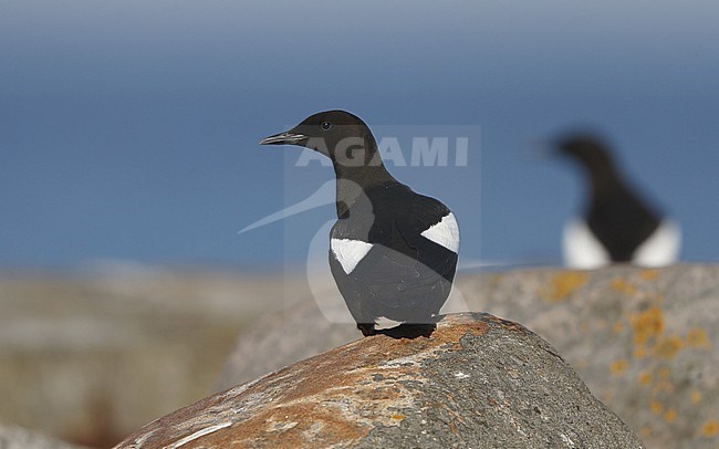 Adult summer plumaged Black Guillemot (Cepphus grylle grylle) at Hirsholmene in Denmark. Sitting on a rock with another bird in the background. stock-image by Agami/Helge Sorensen,
