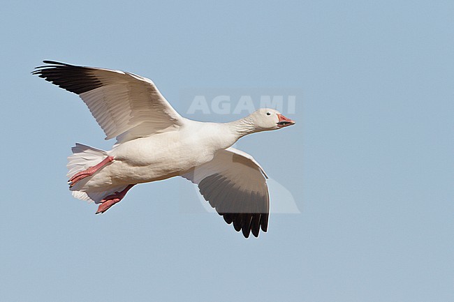 Snow Goose (Chen caerulescens) flying at the Bosque del Apache wildlife refuge near Socorro, New Mexico, USA. stock-image by Agami/Glenn Bartley,