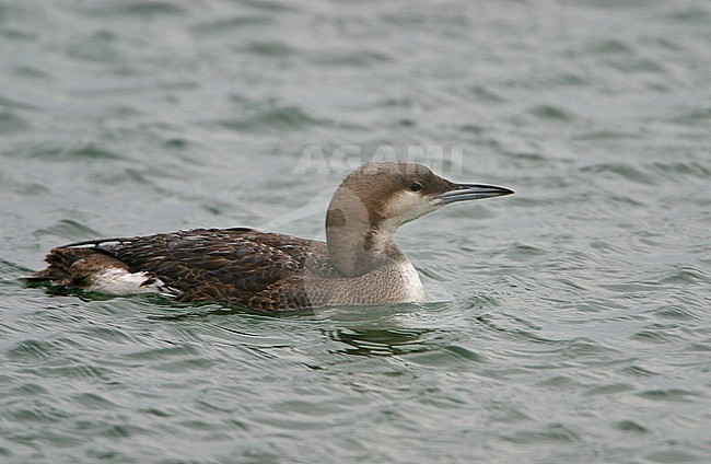 Black-throated Diver (Gavia arctica) wintering in the Evros Delta, Greece. stock-image by Agami/Bill Baston,
