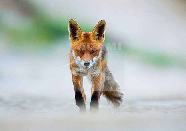 Vos, Red fox, Vulpes vulpes stock-image by Agami/Menno van Duijn,