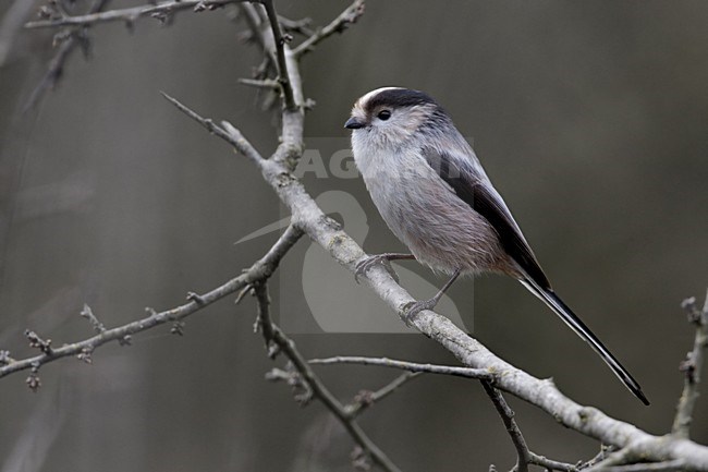 Italian Long-tailed Tit perched on a branch;  Italiaanse Staartmees zittend op een tak stock-image by Agami/Daniele Occhiato,