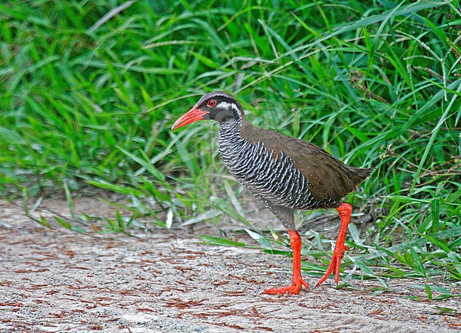 Adult Okinawa Rail (Hypotaenidia okinawae) walking along the road on Okinawa island, Japan stock-image by Agami/Pete Morris,
