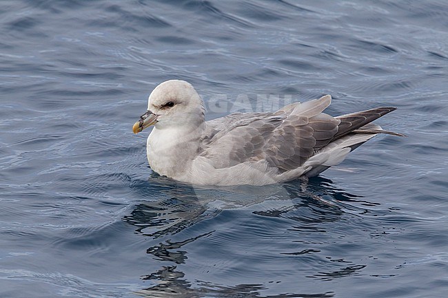 This bird was taken in the Hausgarden, Greenland Sea from the famous german ship - Polarstern. Powered by POLe & AWI. stock-image by Agami/Vincent Legrand,