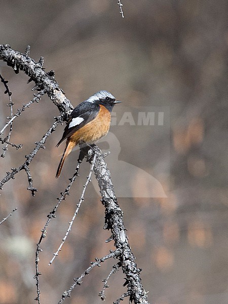Side view of a male Daurian Redstart (Phoenicurus auroreus) on a branch. Mongolia, Asia stock-image by Agami/Markku Rantala,