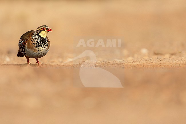 Red-legged partridge; Alectoris rufa stock-image by Agami/Wil Leurs,