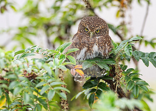 Yungas Pygmy-Owl (Glaucidium bolivianum) perched between green leaves in Cusco, Peru, South-America. stock-image by Agami/Steve Sánchez,