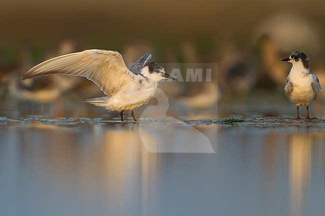 Whiskered Tern - Weissbart-Seeschwalbe - Chlidonias hybrida hybrida, Oman, 1st Winter plumage stock-image by Agami/Ralph Martin,