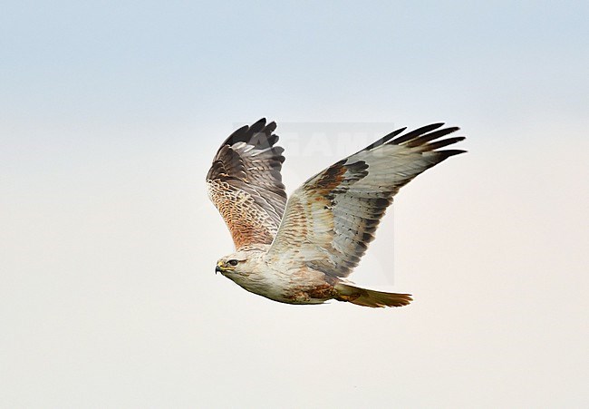 Long-legged Buzzard in the Taukum Desert (southeast Kazachstan) stock-image by Agami/Eduard Sangster,