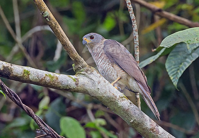 Variable Goshawk, Accipiter hiogaster, in Papua New Guinea. stock-image by Agami/Pete Morris,