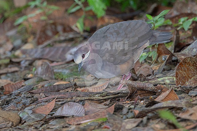 Olive-backed Quail-Dove (Leptotrygon veraguensis) at San Cipriano, Colombia. stock-image by Agami/Tom Friedel,