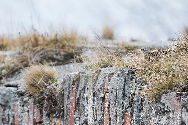 Alpine Accentor (Prunella collaris collaris) perched on a rocky wall stock-image by Agami/Ralph Martin,