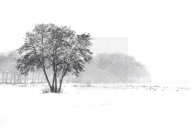 An old Black alder standing in a snowdrift stock-image by Agami/Wil Leurs,