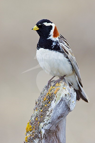 Adult male breeding
Seward Peninsula, AK
June 2009 stock-image by Agami/Brian E Small,