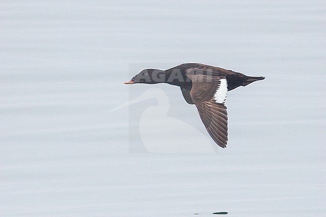 Stejneger's Scoter in Hokkaido, Japan stock-image by Agami/Stuart Price,