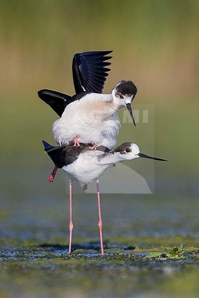 Black-winged Stilt (Himantopus himantopus), couple mating in a marsh, Campania, Italy stock-image by Agami/Saverio Gatto,