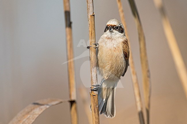 Penduline Tit; Remiz pendulinus stock-image by Agami/Alain Ghignone,