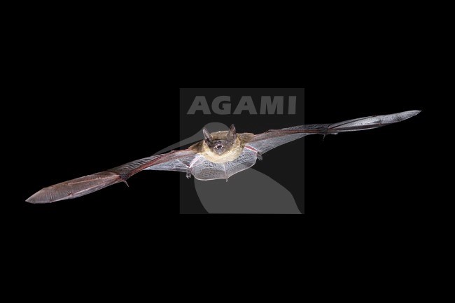 Laatvlieger in de vlucht; Serotine Bat in flight stock-image by Agami/Theo Douma,
