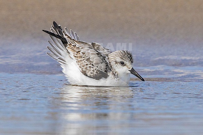 Sanderling (Calidris alba), juveniletaking a bath, Campania, Italy stock-image by Agami/Saverio Gatto,
