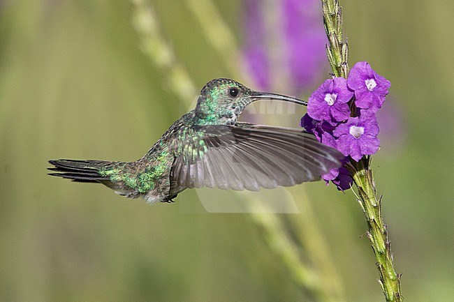 A Female Shining-green Hummingbird (Chrysuronia goudoti goudoti) at Huila, Colombia. stock-image by Agami/Tom Friedel,