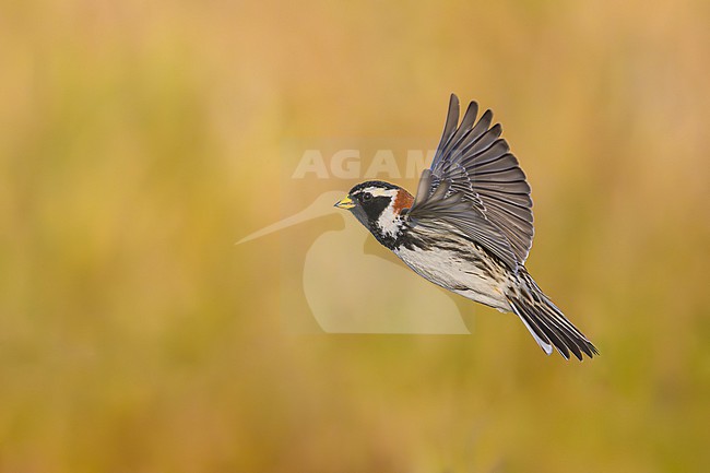 Displaying male Lapland Bunting (Calcarius lapponicus) in breeding plumage arctic Norway. stock-image by Agami/Sylvain Reyt,