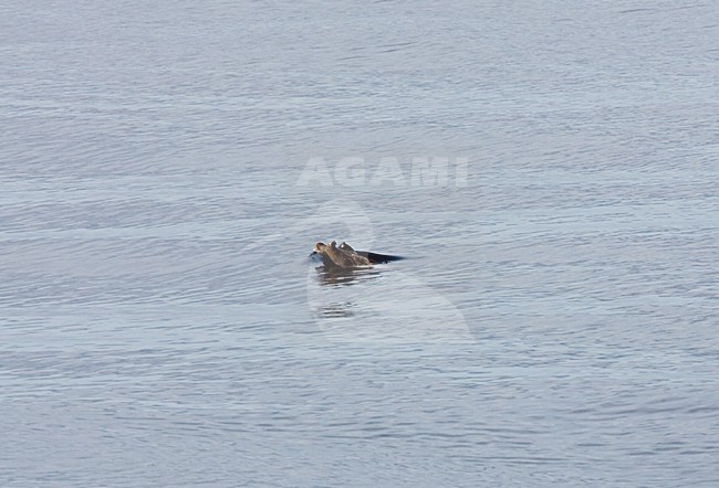 Spitssnuitdolfijn van de Blainville, Blainville's Beaked whale stock-image by Agami/Menno van Duijn,