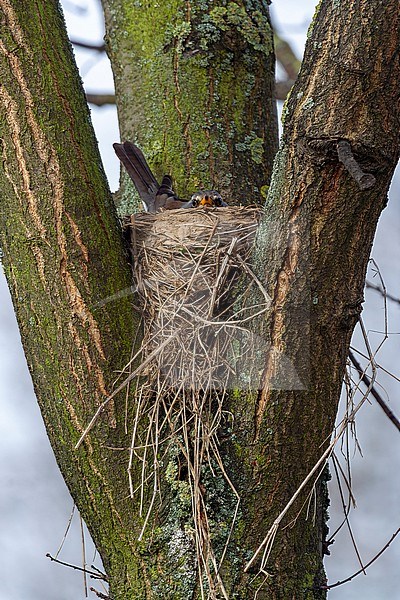 Breeding Fieldfare (Turdus pilaris) in the Netherlands. Bird sitting on its nest. stock-image by Agami/Marc Guyt,