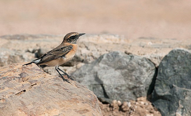 First winter Eastern Black-eared Wheatear (Oenanthe hispanica melanoleuca) during autumn migration in Egypt stock-image by Agami/Edwin Winkel,