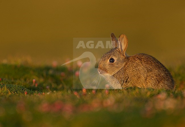 Europees Konijn, European Rabbit, Oryctolagus cuniculus stock-image by Agami/Danny Green,