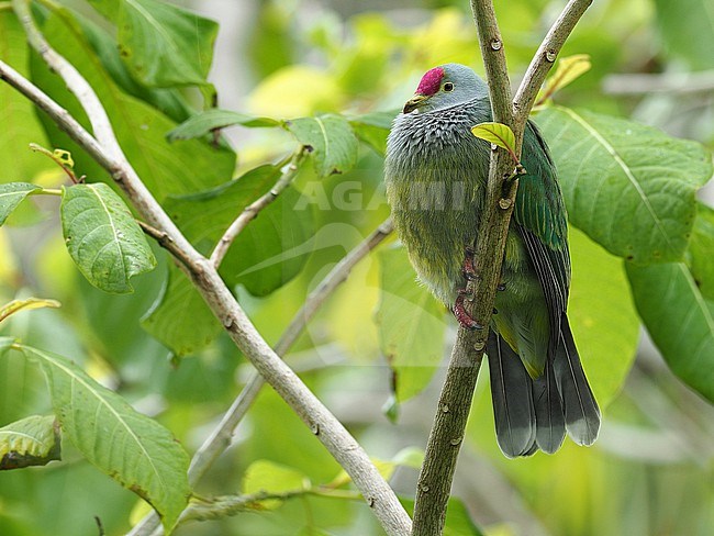 Henderson fruit dove (Ptilinopus insularis), also known as scarlet-capped fruit dove, in French Polynesia. Endemic to Henderson Island in the South Pacific Pitcairn Island archipelago. stock-image by Agami/James Eaton,