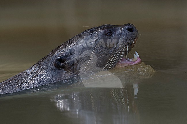 Portrait of a giant otter, Pteronura brasiliensis, swimming. Pantanal, Mato Grosso, Brazil stock-image by Agami/Sergio Pitamitz,