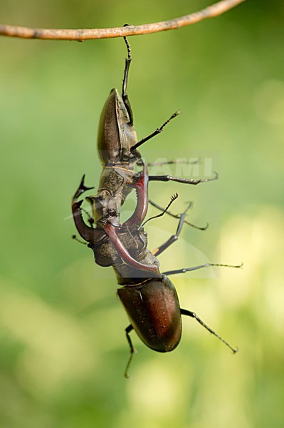 Vechtende Vliegend hert mannetjes, Fighting males Stag beetle stock-image by Agami/Rob de Jong,