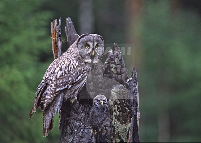 Laplanduil met jong; Great Grey Owl with juvenile stock-image by Agami/Jari Peltomäki,