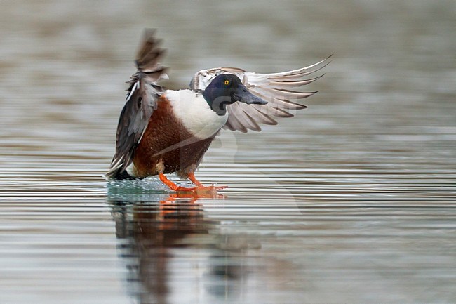 Slobeend; European Shoveler stock-image by Agami/Daniele Occhiato,
