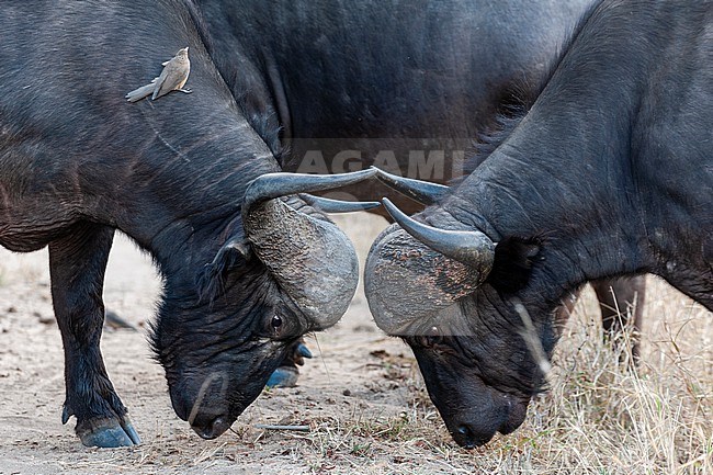 Two African buffalos, Syncerus caffer, sparring. An oxpecker, Buphagus species, sits on the neck of a buffalo. Mala Mala Game Reserve, South Africa. stock-image by Agami/Sergio Pitamitz,