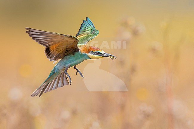 European Bee-eater, Merops apiaster, in Italy. stock-image by Agami/Daniele Occhiato,