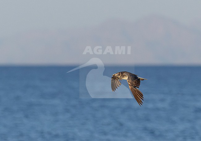 Immature White-eyed gull (Ichthyaetus leucophthalmus) in Eilat, Israel. Two gulls in flight. stock-image by Agami/Yoav Perlman,