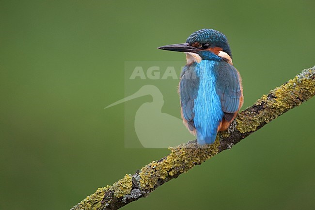 IJsvogel zittend; Common Kingfisher perched stock-image by Agami/Han Bouwmeester,