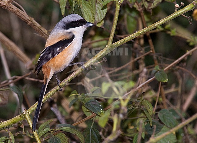 Long-tailed Shrike (Lanius schach erythronotus) perched in a bush. Also known as Rufous-backed Shrike. stock-image by Agami/Marc Guyt,