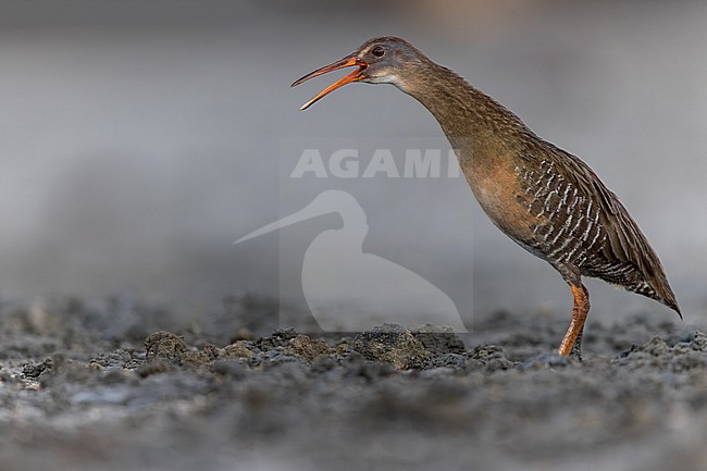 Clapper Rail (Rallus crepitans) feeding at the edge of a pond  in Puerto Rico stock-image by Agami/Dubi Shapiro,