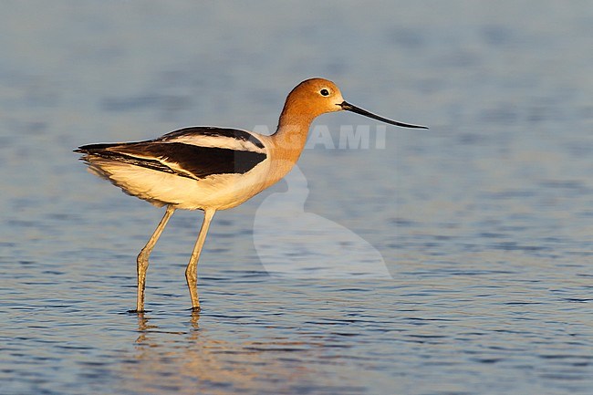 Adult male breeding
Davis Co., UT
June 2013 stock-image by Agami/Brian E Small,