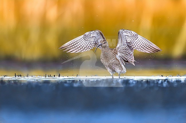 Eurasian Whimbrel, Numenius phaeopus, in Italy. stock-image by Agami/Daniele Occhiato,