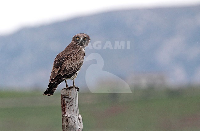 Short-toed Eagle perched near Bolonia, Andalucia, Spain. Bird looking over it’s shoulder. stock-image by Agami/Helge Sorensen,