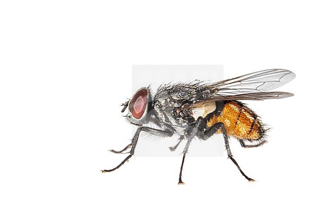 Face Fly, Herfstvlieg, Musca autumnalis stock-image by Agami/Wil Leurs,