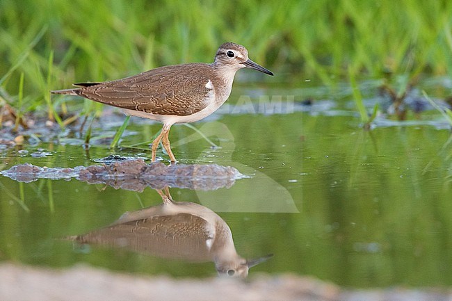 Common Sandpiper (Actitis hypoleucos), side view of a juvenile standing in a pond, Campania, Italy stock-image by Agami/Saverio Gatto,