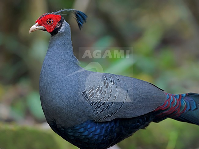 Mannetje Kuifloze Prelaatfazant, Male Siamese Fireback stock-image by Agami/Alex Vargas,